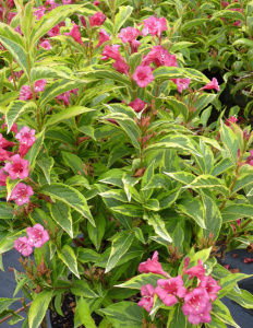 7002652903