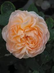 Роза Зе Леди Гарденер Rosa The Lady Gardener