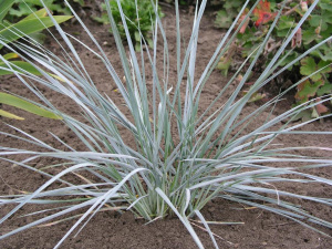 Elymus magellanicus
