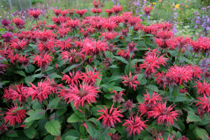 monarda-gardenview-scarlet-2-1536x1024