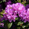 grandiflorum4