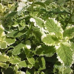 2008354-plant_mentha_rotundifolia___variegata___1_14