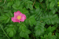 rugosa-2