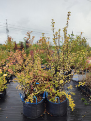 1000042965