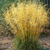 deschampsia-cespitosa-goldschleier-650x650