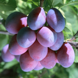 1-prunus-smolinka-700x700