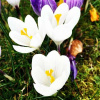 06407_krokus_white_gl_500_auto_jpg_5_80