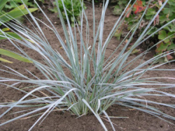 Elymus magellanicus