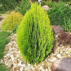 a611bc63b5ee0c5ea5dcb9524760d7cd