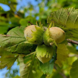 corylus-avellana5-e1707234041647