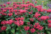 monarda-gardenview-scarlet-2-1536x1024